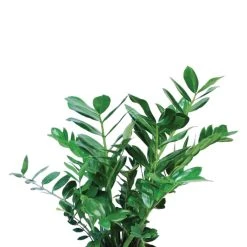 Vigoro 6 in. ZZ Indoor Plant in Small White Ribbed Plastic Decor Planter (2-Pack) -Vigoro sales Store vigoro indoor plants co zz vi wh c3 1000