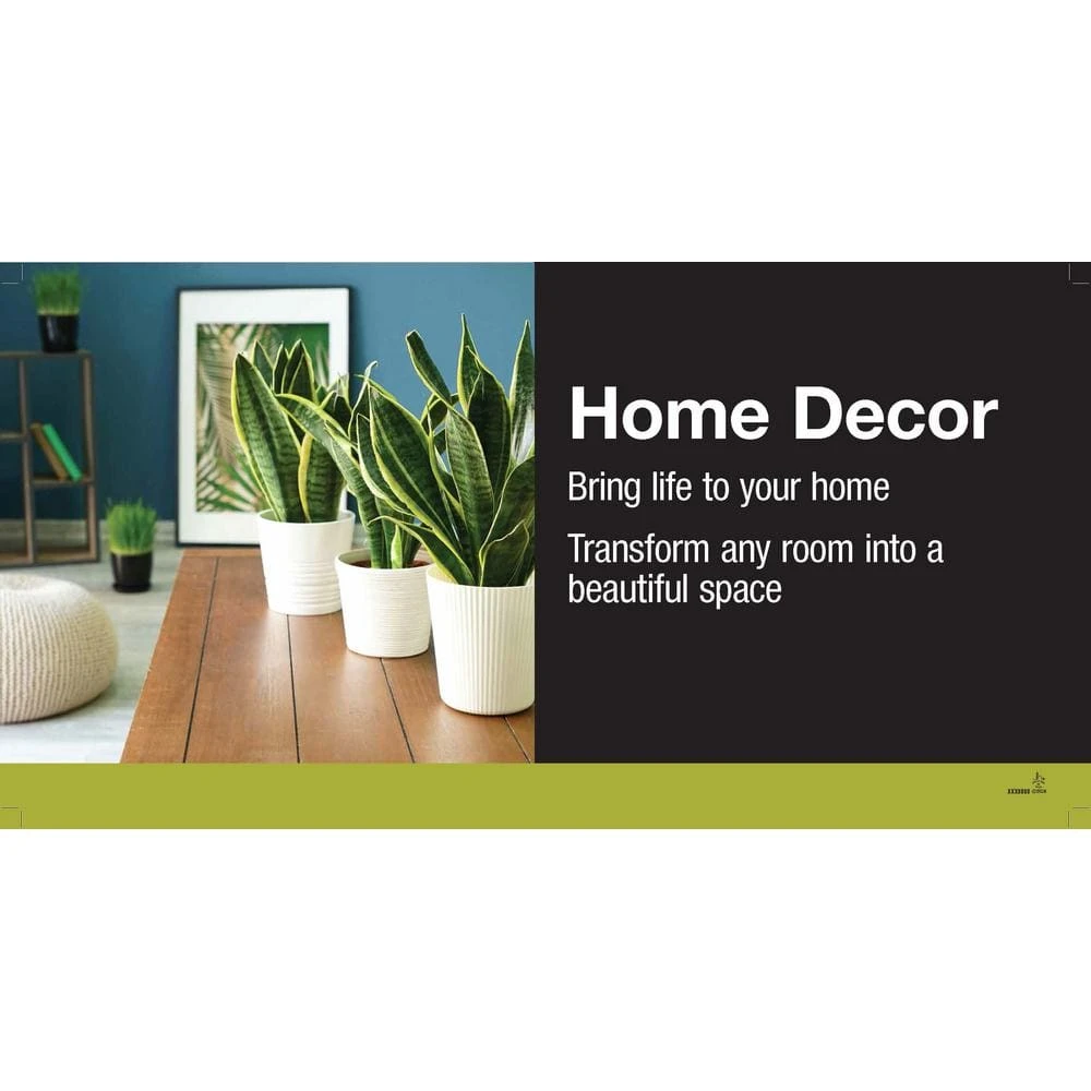 Vigoro 6 in. Sansevieria Snake Plant in Black Decor Pot 5 Vigoro 6 in. Sansevieria Snake Plant in Black Decor Pot - Image 3