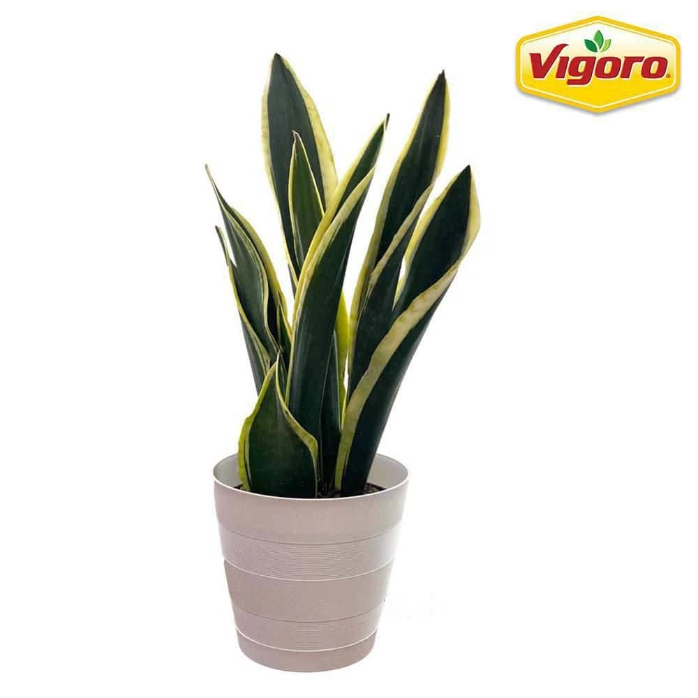 Vigoro 6 in. Sansevieria Snake Plant in Black Decor Pot 3 Vigoro 6 in. Sansevieria Snake Plant in Black Decor Pot