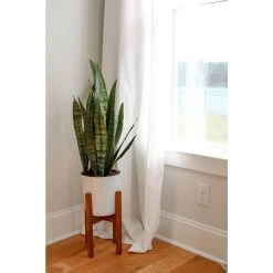 Vigoro 6 in. Sansevieria Snake Plant in Black Decor Pot 9 Vigoro 6 in. Sansevieria Snake Plant in Black Decor Pot -Vigoro sales Store vigoro indoor plants sans6vigoro c3 1000