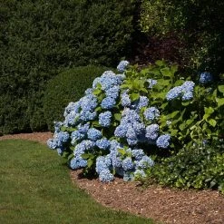 Vigoro 4 ft. x 50 ft. Matrix Grid Heavy-Duty Landscape Fabric (4-Pack) -Vigoro sales Store vigoro landscape fabric vpnm45085 4pk 77 1000