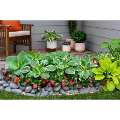 Vigoro 2.5 Qt. Green Variegated Minuteman Hosta Perennial Plant (3-Pack) -Vigoro sales Store vigoro perennials 4019 1f 1000