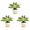 Vigoro 2.5 Qt. Green Variegated Minuteman Hosta Perennial Plant (3-Pack) -Vigoro sales Store vigoro perennials 4019 64 1000