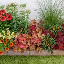 Vigoro 2.5 Qt. Indian Summer Cranberry Heuchera Coral Bells Perennial Plant (3-Pack) -Vigoro sales Store vigoro perennials 4267 1f 1000