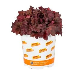 Vigoro 2.5 Qt. Indian Summer Cranberry Heuchera Coral Bells Perennial Plant (3-Pack) -Vigoro sales Store vigoro perennials 4267 4f 1000