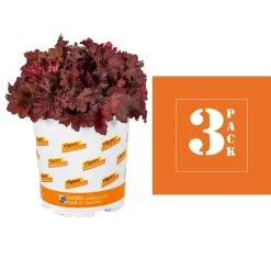 Vigoro 2.5 Qt. Indian Summer Cranberry Heuchera Coral Bells Perennial Plant (3-Pack) -Vigoro sales Store vigoro perennials 4267 c3 1000