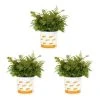 Vigoro 2.5 Qt. Fern Hardy Autumn Perennial Plant (3-Pack) -Vigoro sales Store vigoro perennials 4542 64 1000