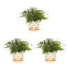 Vigoro 2.5 Qt. Fern Hardy Japanese Painted Perennial Plant (3-Pack) 2 Vigoro 2.5 Qt. Fern Hardy Japanese Painted Perennial Plant (3-Pack) -Vigoro sales Store vigoro perennials 4543 64 1000