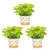 Vigoro 2.5 Qt. Hosta Rainforest Sunrise Perennial Plant (3-Pack) -Vigoro sales Store vigoro perennials 4550 64 1000