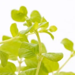 1 Pt. Vigoro Accent Lysimachia Creeping Jenny Green Perennial Plant (6-Pack) -Vigoro sales Store vigoro perennials 5122 4f 1000