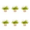 1 Pt. Vigoro Accent Lysimachia Creeping Jenny Green Perennial Plant (6-Pack)