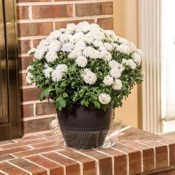 Vigoro 12 in. Plastic Deep Planter Liner 9 Vigoro 12 in. Plastic Deep Planter Liner -Vigoro sales Store vigoro plant liners dl12vg 1f 1000