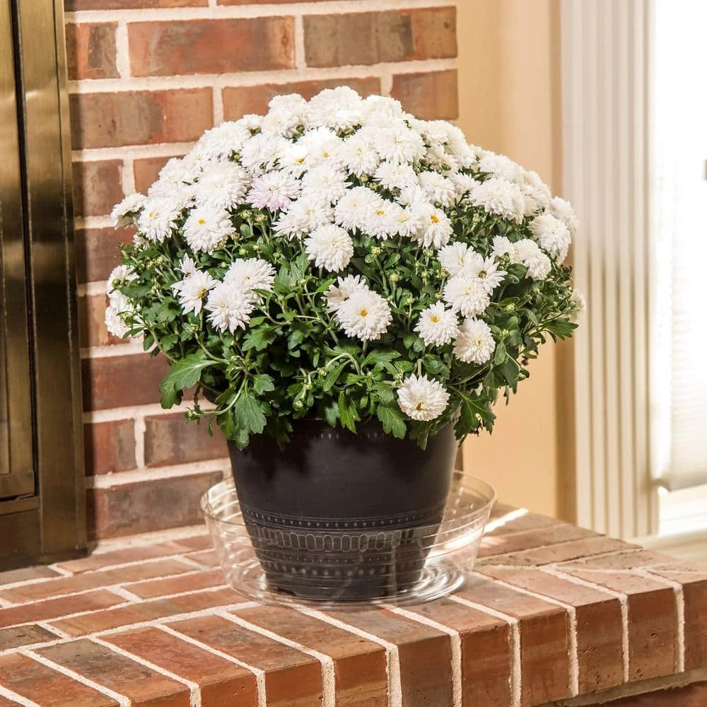 Vigoro 12 in. Plastic Deep Planter Liner 6 Vigoro 12 in. Plastic Deep Planter Liner - Image 4