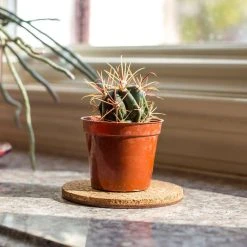 Vigoro 4 in. Cork Mat -Vigoro sales Store vigoro planter saucers cm4phbdi 4f 1000