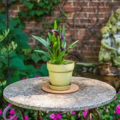 Vigoro 6 in. Cork Mat 8 Vigoro 6 in. Cork Mat -Vigoro sales Store vigoro planter saucers cm6phbdi 44 1000