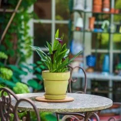 Vigoro 6 in. Cork Mat 9 Vigoro 6 in. Cork Mat -Vigoro sales Store vigoro planter saucers cm6phbdi fa 1000