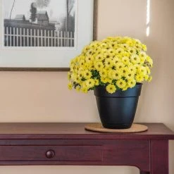 Vigoro 8 in. Cork Mat -Vigoro sales Store vigoro planter saucers cm8phbdi 1f 1000