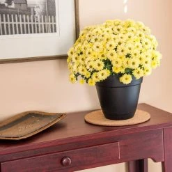 Vigoro 8 in. Cork Mat -Vigoro sales Store vigoro planter saucers cm8phbdi 4f 1000