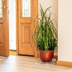 Vigoro 14 in. Plastic Plant Saucer 10 Vigoro 14 in. Plastic Plant Saucer -Vigoro sales Store vigoro planter saucers vs14vg 1f 1000