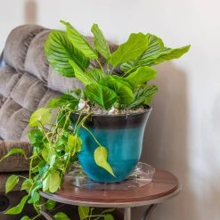 Vigoro 14 in. Plastic Plant Saucer 11 Vigoro 14 in. Plastic Plant Saucer -Vigoro sales Store vigoro planter saucers vs14vg 44 1000