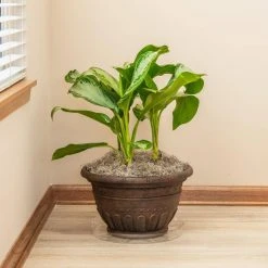 Vigoro 14 in. Plastic Plant Saucer 9 Vigoro 14 in. Plastic Plant Saucer -Vigoro sales Store vigoro planter saucers vs14vg 4f 1000