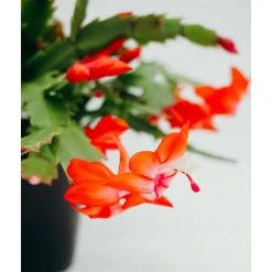 Vigoro 6 in. Christmas Cactus with Red Pot Cover 9 Vigoro 6 in. Christmas Cactus with Red Pot Cover -Vigoro sales Store vigoro succulents 81826 4f 1000