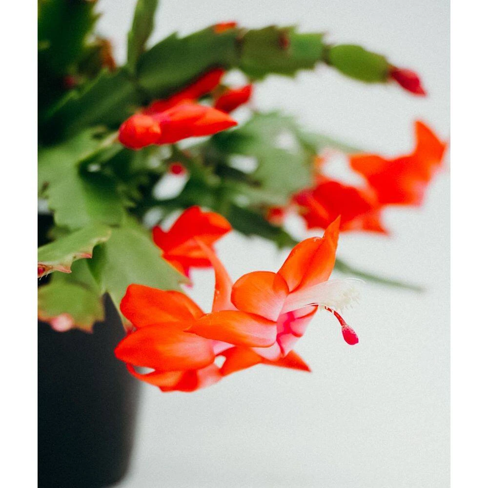 Vigoro 6 in. Christmas Cactus with Red Pot Cover 5 Vigoro 6 in. Christmas Cactus with Red Pot Cover - Image 3