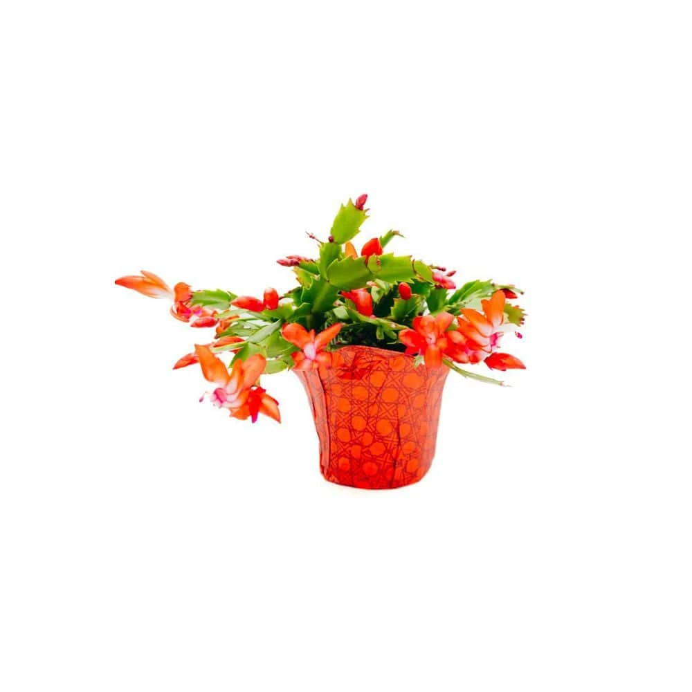 Vigoro 6 in. Christmas Cactus with Red Pot Cover 3 Vigoro 6 in. Christmas Cactus with Red Pot Cover