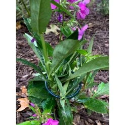 Vigoro 18 in. H x 1.50 in. W Steel Plant Prop -Vigoro sales Store vigoro tomato cages 611872 hd 31 1000