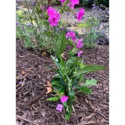 Vigoro 36 in. H x 2.24 in. W Metal Plant Prop -Vigoro sales Store vigoro tomato cages 613672 hd 31 1000