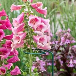 Vigoro 36 in. H x 2.24 in. W Metal Plant Prop -Vigoro sales Store vigoro tomato cages 613672 hd fa 1000