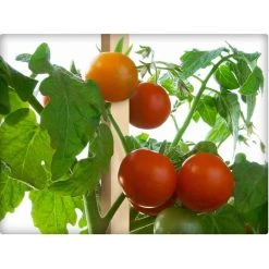 Vigoro 5 ft. Wooden Garden Stake -Vigoro sales Store vigoro tomato cages rc 85n 1f 1000