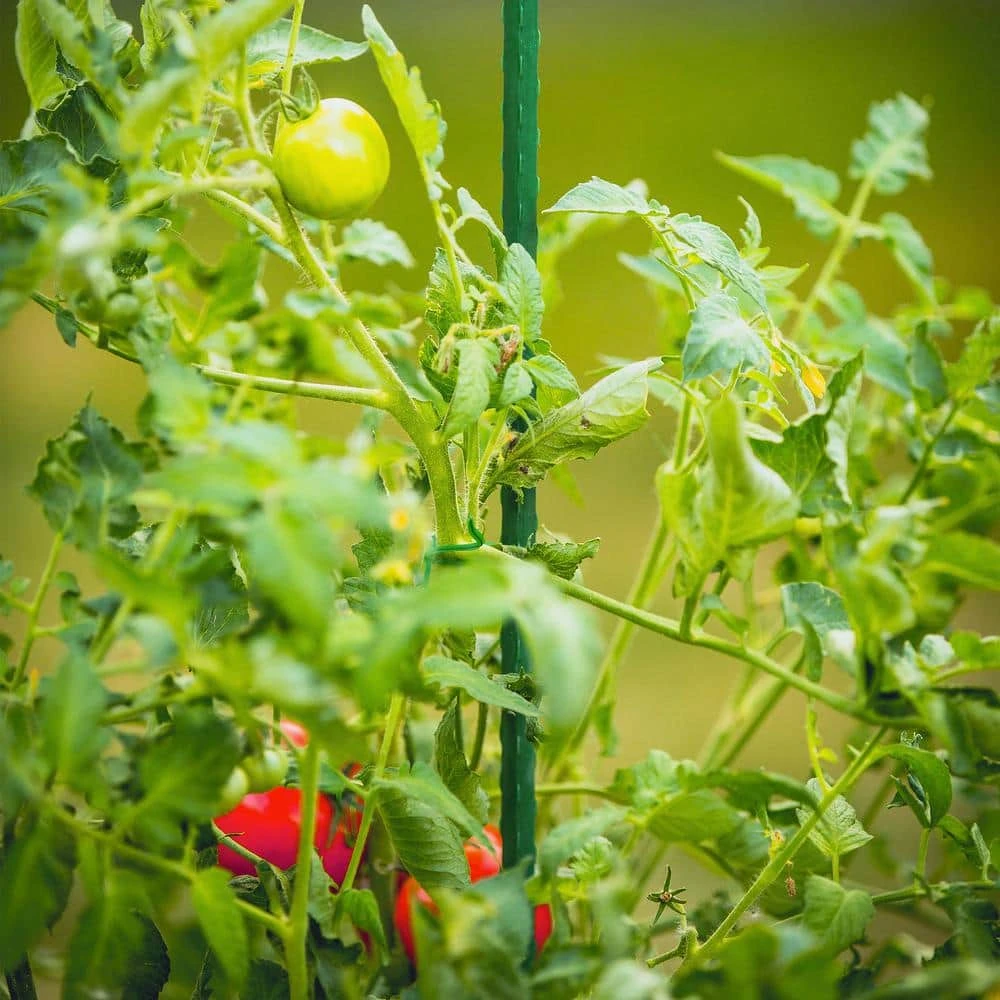 Vigoro 5 ft. Green Colored Steel Core Garden Stake 11 Vigoro 5 ft. Green Colored Steel Core Garden Stake - Image 9