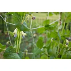 Vigoro 5 ft. x 8 ft. Sturdy Garden Trellis -Vigoro sales Store white vigoro tomato cages t008avg 31 1000