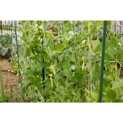 Vigoro 5 ft. x 8 ft. Sturdy Garden Trellis -Vigoro sales Store white vigoro tomato cages t008avg 76 1000