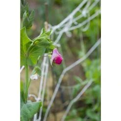 Vigoro 5 ft. x 8 ft. Sturdy Garden Trellis -Vigoro sales Store white vigoro tomato cages t008avg fa 1000