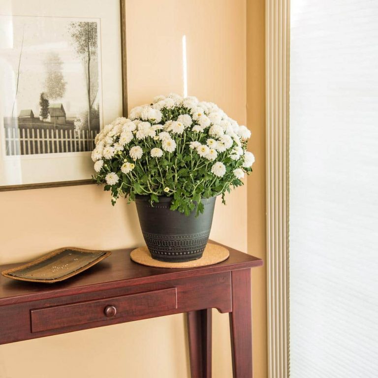 Vigoro sales Store -Vigoro sales Store vigoro planter saucers cm10phbdi 4f 1000 768x768 1