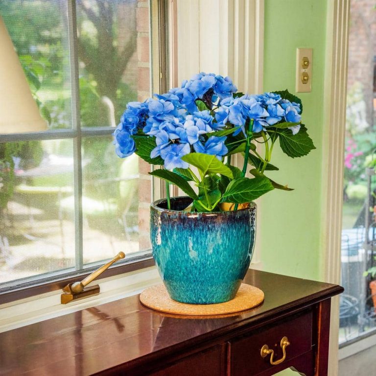 Vigoro sales Store -Vigoro sales Store vigoro planter saucers cm10phbdi c3 1000 768x768 1